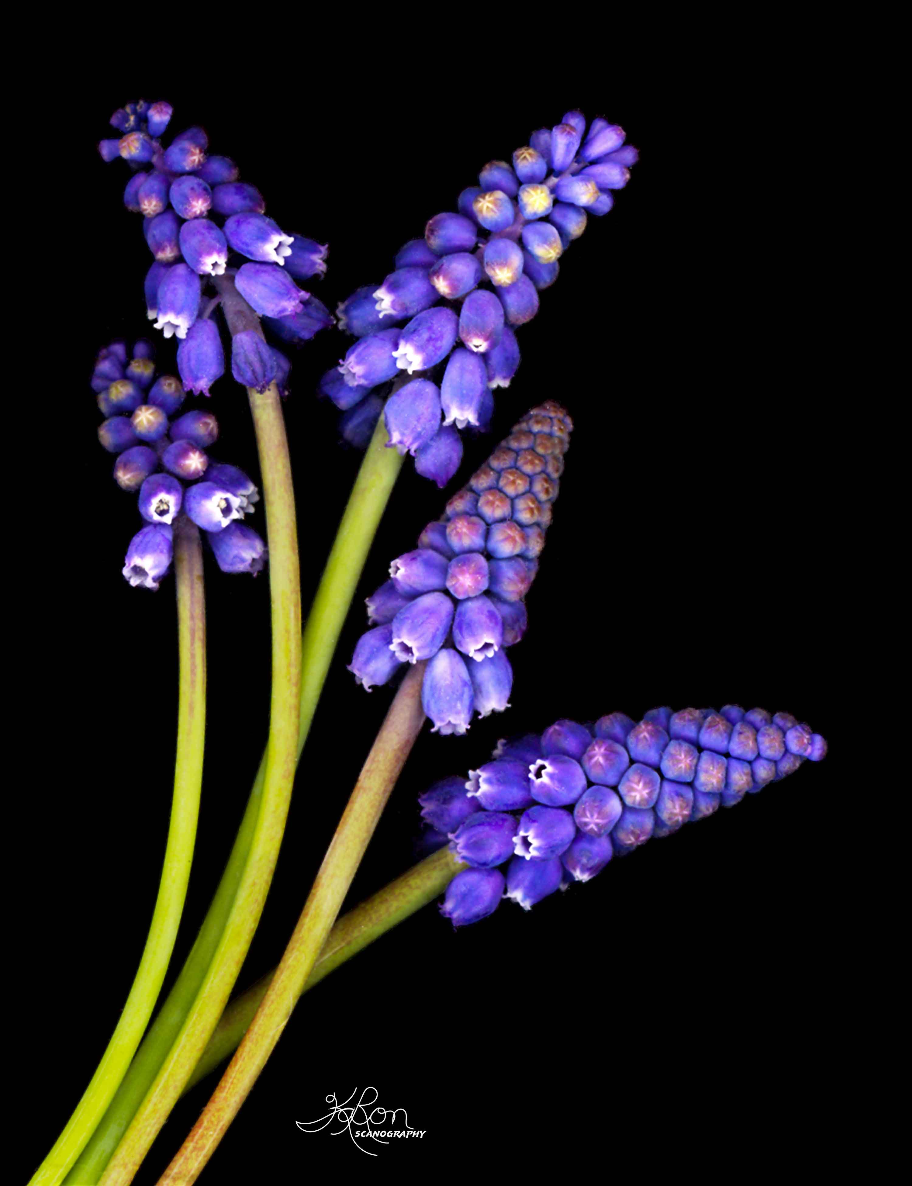 Grape Hyacinths